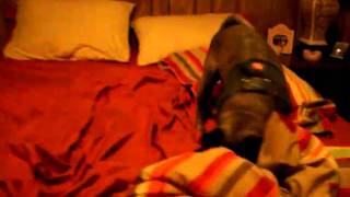 pug protecting his bone