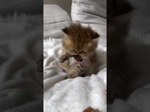 A bath and a photoshoot hehee 🤍....#catsallday #kittens_of_world #goldenpersian