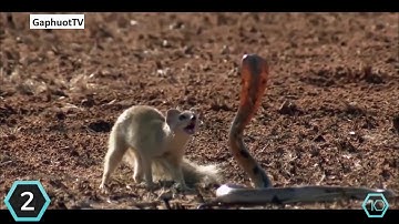 Động vật nguy hiểm nhất châu phi