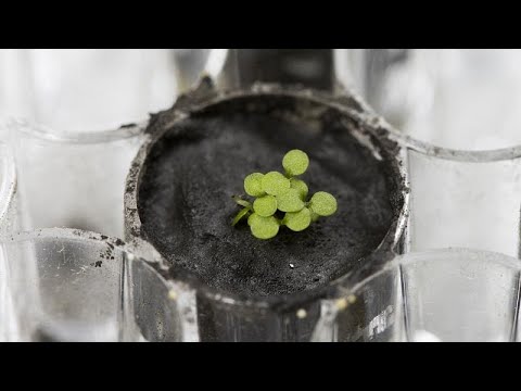 Cientistas fazem crescer plantas em amostras de solo lunar