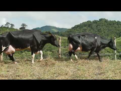 LOTE 14   LIQUIDAÇÃO REBANHO HOLANDÊS   FAZENDA SANTA CLARA   1349  1171