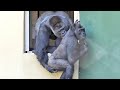 Shabani blocking the entrance and Kiyomasa trying hard to enter the room. Gorilla, Silver back.