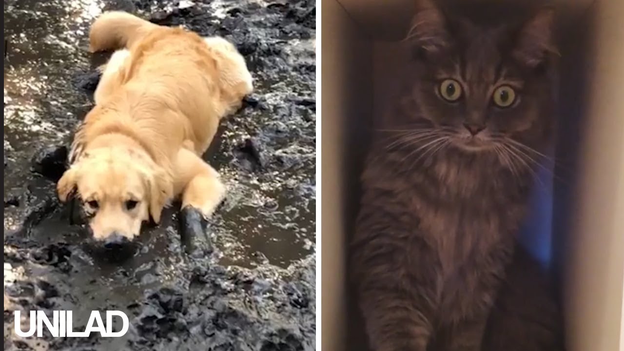 puppy paradise Cats & Dogs Are Everywhere! Compilation | UNILAD