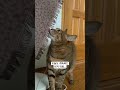 Why cats eat dust…? #cat #cute #고양이 #고양이일상