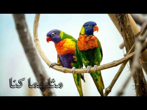    عشقي مزال 39 