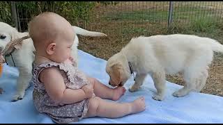 Little 6 months old Baby with little 7 weeks old puppies - they are so cute together!! by Sent from Heaven 58,876 views 1 year ago 35 seconds