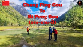 Chang ping gou To Bi peng gou (ฉางชวนปี้) - CHINA - [PHOENIX CAMP]