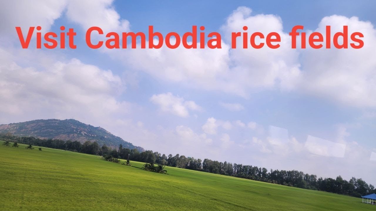 Explore Cambodia's Rice Fields Secrets!