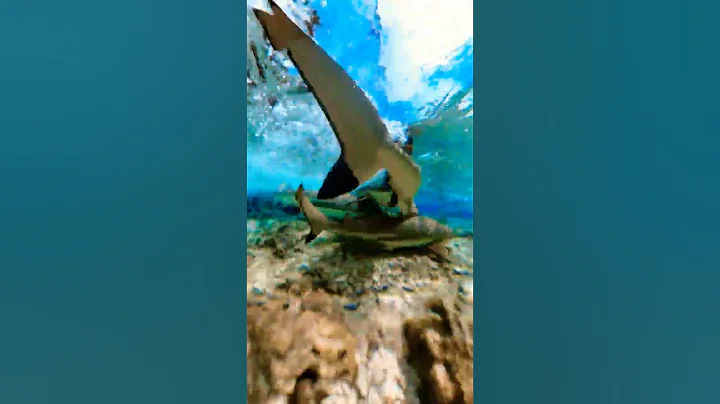 This is Fakarava French Polynesia Scuba diving in Shark infested water