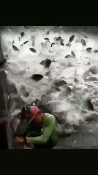 Hayo kang slamet piye kui
