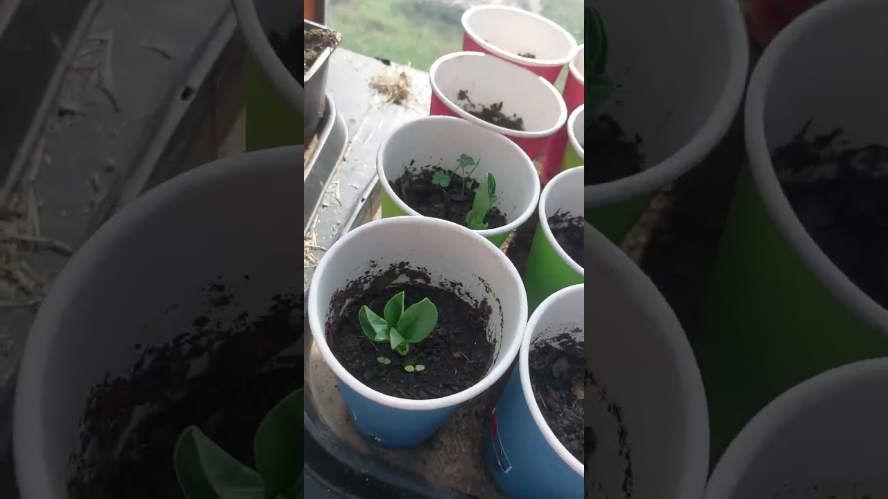 Eric,potager et permaculture boulot du jour !