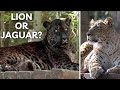 Jaglion rare and mystical hybrid of lion and jaguar
