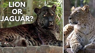 Jaglion: Rare and Mystical Hybrid of Lion and Jaguar!