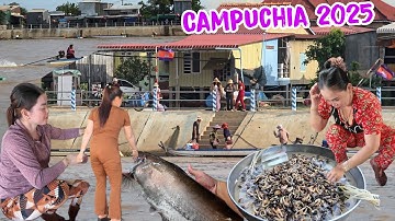 ĐẶC SẢN mùa nước nổi nhiều người Campuchia đem rắn, rùa ,cua ,cá đồng chất đống tại chợ biên giới