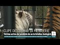Noi informaţii despre INCIDENTUL de la Zoo. Care este starea bărbatului sfâşiat de tigru