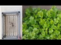 সহজে করুন ধনেপাতা অল্প জায়গায় easy way to grow coriander/cilantro with Hindi subtitles