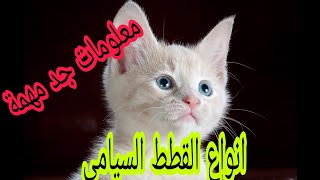 قبل أن تربى القطط يجب عليك أن تعرف هذه المعلومات قطط 🙀سيامي😽