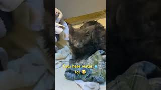 Download Lagu Clean pussy is best pussy #dad #cat #clean MP3