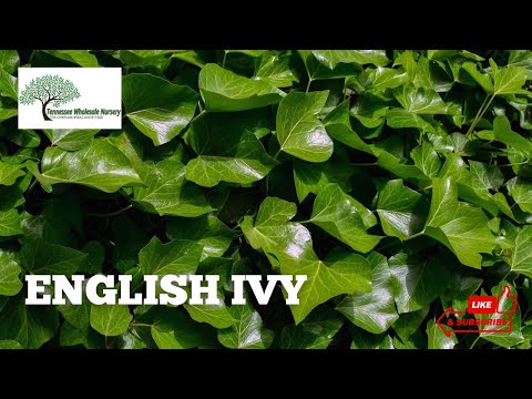 Video: Garden ivy evergreen: description, cultivation, reproduction