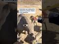 Radioactive material used to combat rhino poaching