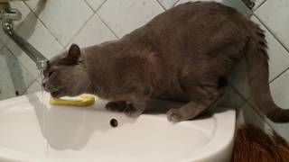 Новогоднее похмелье бывает не только у людей Новогоднее похмелье бывает не только у людей
