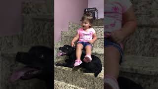 Hard Face Black Staffbull Staffordshire Bull Terrier Nanny Dog