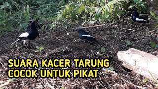 Suara pikat kacer terbaru 2020