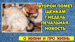 Второй помет | Щенкам шпица 7 недель | Печальная новость