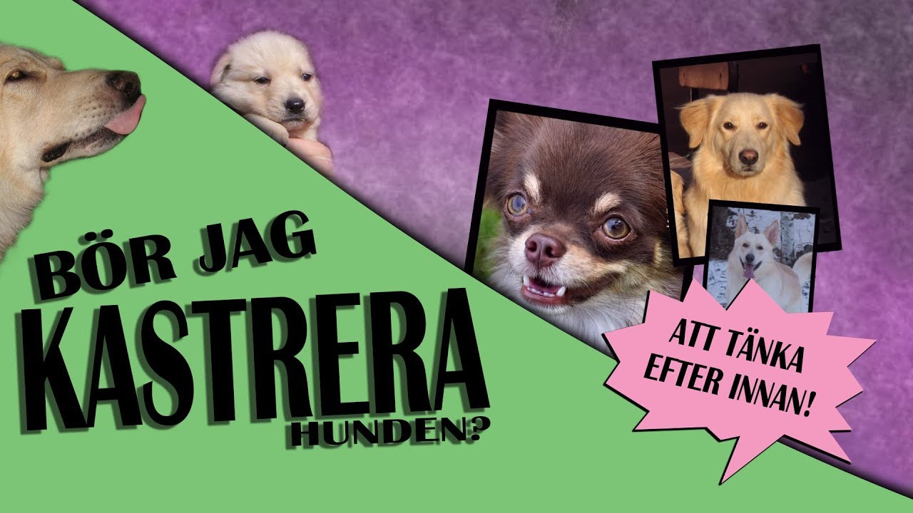 Att kastrera en hanhund