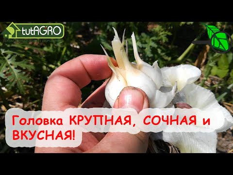 Не пропустите эту подкормку чеснока! Чеснок сформирует большую головку с отличным хранением!