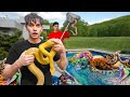 Snake pit found in our swimming pool