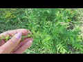 Лекарственные травы. Medicinal herbs.