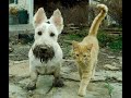 😺 Вот ваш засранец! 🐕 Смешное видео с собаками, кошками и котятами! 😸