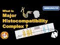 Major Histocompatibility Complex (MHC)  (FL-Immuno/22)