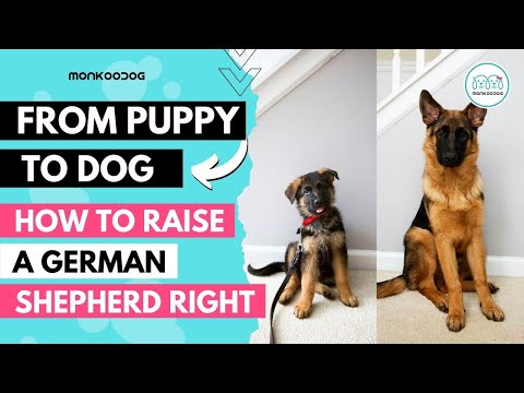 How to raise a German Shepherd 🐕‍🦺 puppy. Health, Nutrition &amp; Training Complete Guide.