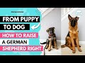 How to raise a German Shepherd 🐕‍🦺 puppy. Health, Nutrition & Training Complete Guide.