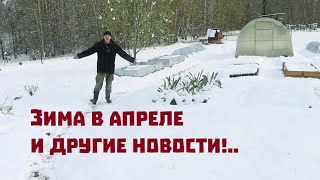 картинка: Потеряли пчёл , зато поросят и крольчат наплодилось порядочно!