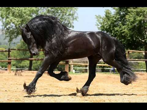 Piękne Konie Fryzyjskie - YouTube
