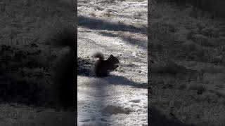 Squirrel 🐿️ sunflower 🌻 seeds and nom nom nom 🤤