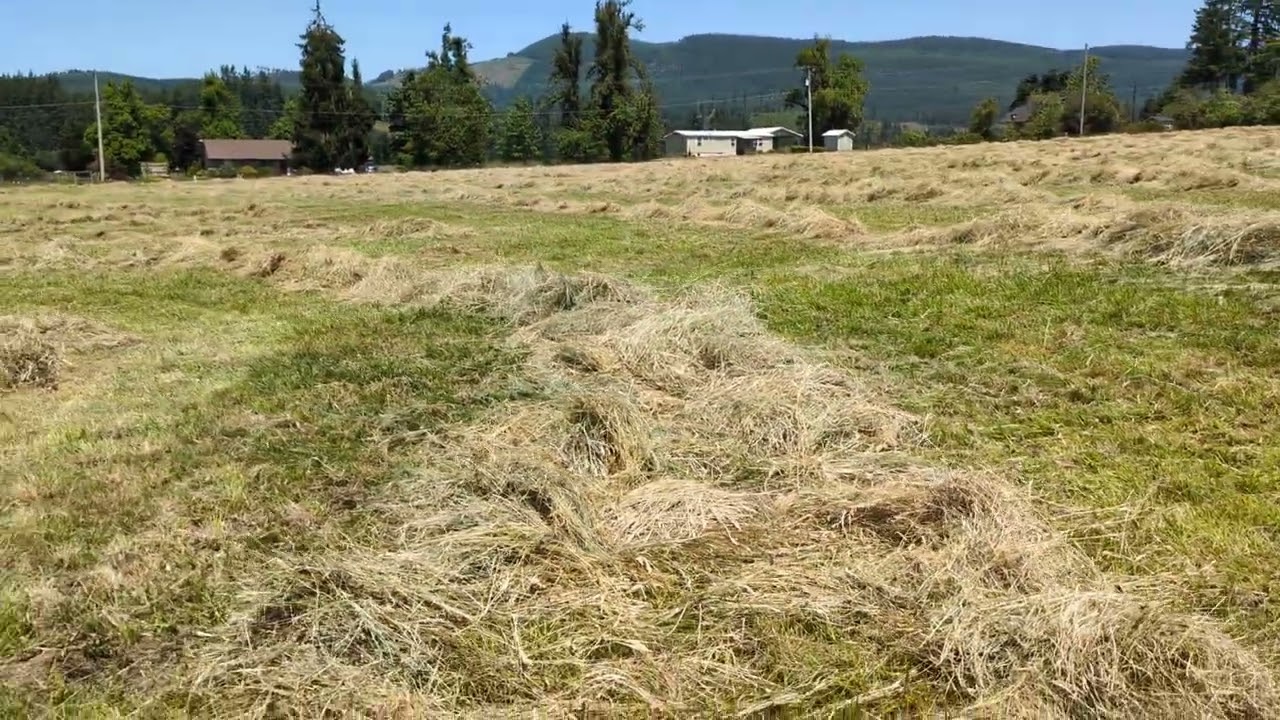 Making windrows with new hay rake
