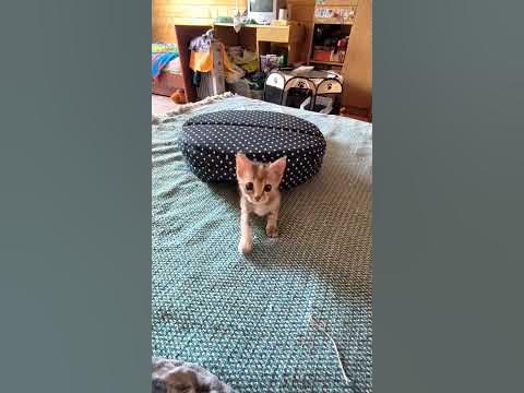 Котёнок бегает по дивану #котенок #котята #котенокиграет #спящийкот ...
