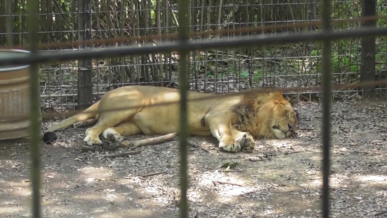 Louisiana Purchase Garden Zoo Rocko Baja Youtube