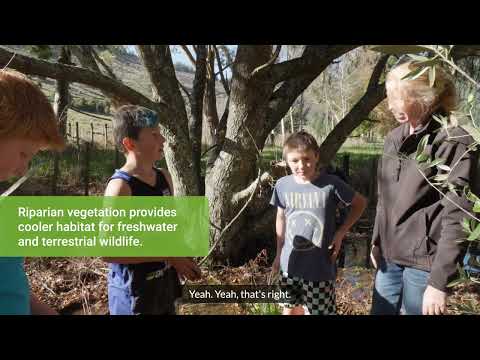 Video: Riparian Garden Care: Cov Ntaub Ntawv Txog Riparian Ecosystems