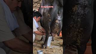foujidairyfarm #yugpaju #murrah #farming #animals #kahatibari #Dairy #dasi jatt #ytshorts #10ksubsc