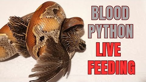 Must watch. Blood python stalks quail. Blood python live feeding #livefeeding #reptiles #snake
