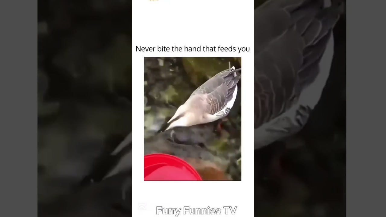 funny animals 2026 #62 