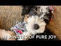 11 Week Old Mini Bernedoodle Puppy&#39;s First Month Home Part 5
