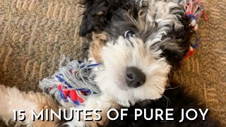 11 Week Old Mini Bernedoodle Puppy&#39;s First Month Home Part 5