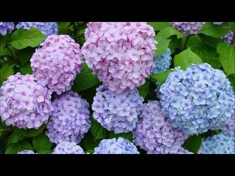 游鴻明- 戀上一個人