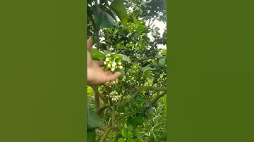 mô hình trồng bưởi #shorts #vuonnhatoivlog